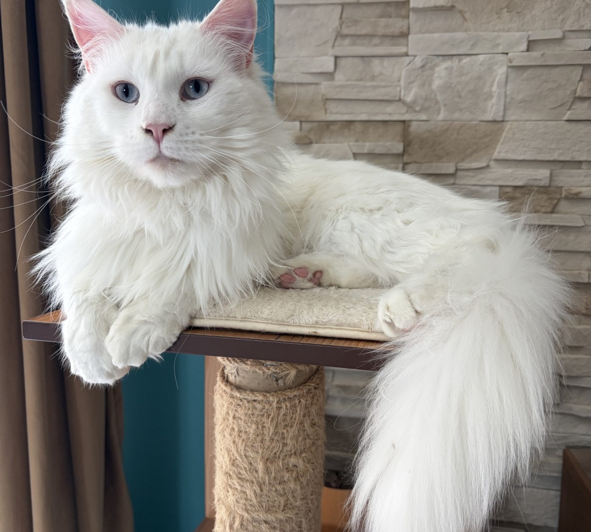 Vénus sur arbre à chat